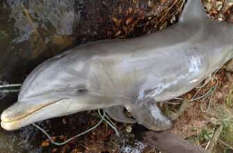 Starving Dolphins in Florida Traced to Algae Bloom Fueled by Human Waste